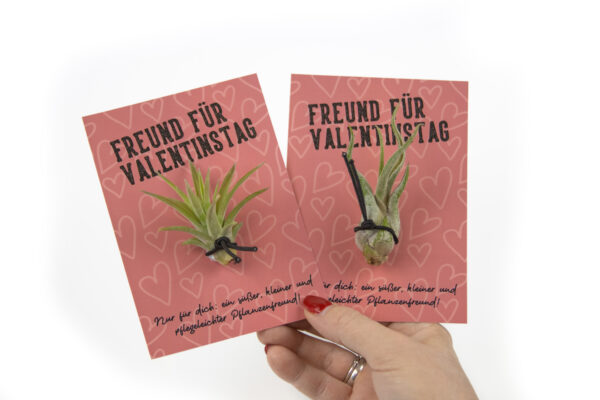 Freund für Valentinstag