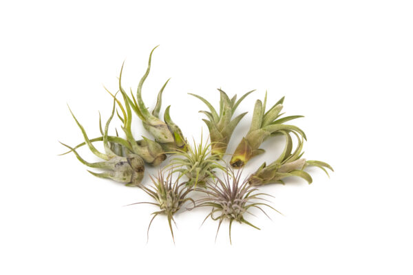 Set aus 9 losen Tillandsia-Luftpflanzen Small