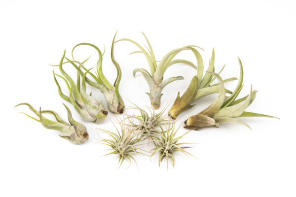 Set aus 9 losen Tillandsia-Luftpflanzen Medium